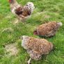 Blue laced Wyndotte hens and roosters Image 3