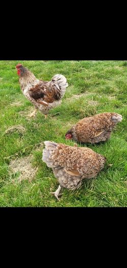 Blue laced Wyndotte hens and roosters