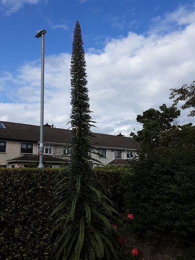 Eckium plant