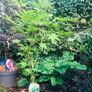 Japanese Acer Image 5