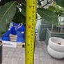 Bay tree Image 6