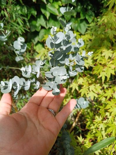 Large Garden Plant bundle 28+ plants