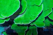 Montipora Coral Plating xxl