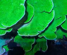 Montipora Coral Plating xxl