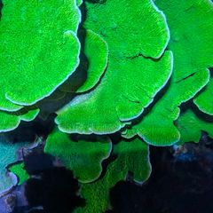 Montipora Coral Plating xxl