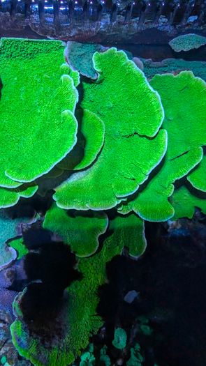 Montipora Coral Plating xxl