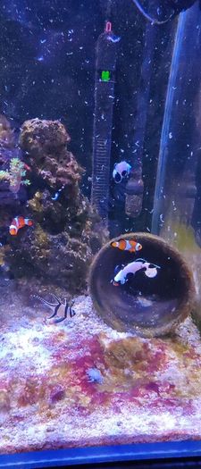 marine livestock
