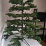 Christmas Tree Image 4