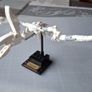 Lego Ideas Dinosaur Fossils Set #21320 Image 3