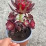 plant Image 5