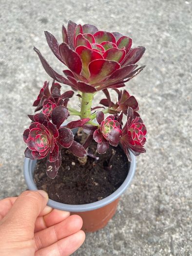 plant
