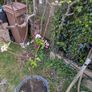 Apple tree James grieve Image 4