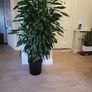 Dracaena Fragrans Burundii Image 4