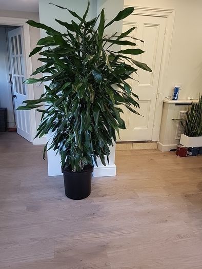 Dracaena Fragrans Burundii