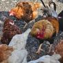 poultry chickens Image 4