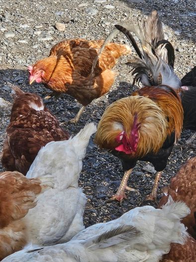 poultry chickens