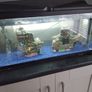 fish tank Image 8