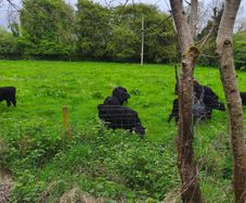 Dexter cattle