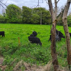 Dexter cattle
