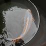 koi fish Image 8