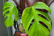 No.75 Monstera Albo Water Rooting