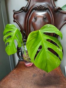 No.75 Monstera Albo Water Rooting