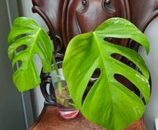 No.75 Monstera Albo Water Rooting