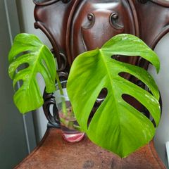 No.75 Monstera Albo Water Rooting