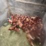 lovely hens Image 4