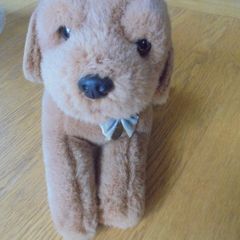 Cuddly Guide Dog Puppy for Sale