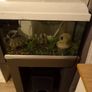 fish tank Image 6