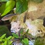 Crayfish / fish Image 3