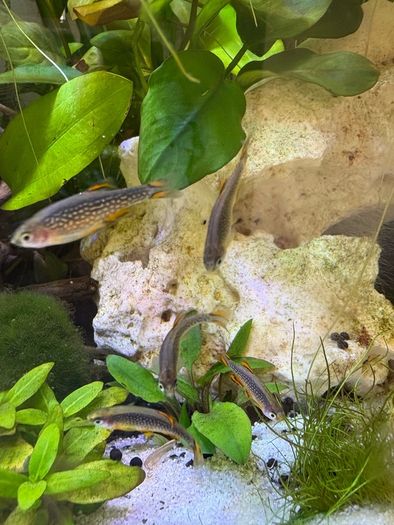 Crayfish / fish