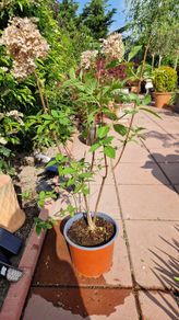 Hydrangea paniculata