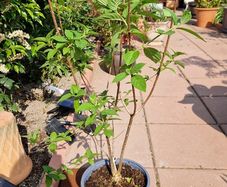 Hydrangea paniculata
