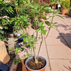 Hydrangea paniculata