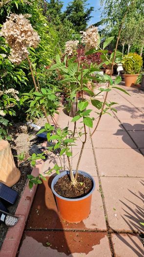 Hydrangea paniculata