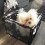 Dog booster seat Image 8