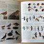 DK Birds Image 5