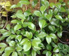 Plant