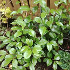 Camellia japonica