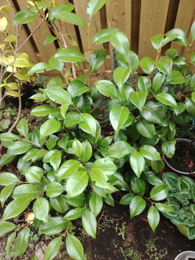 Plant