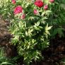 Quality Green Metal Plant Supports x 9 Image 3