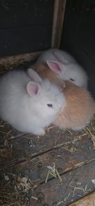 rabbit teddy