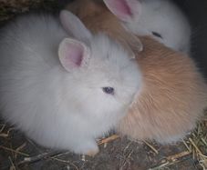 rabbit teddy