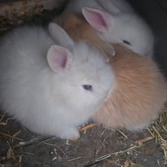 rabbit teddy