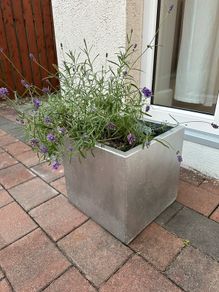 Lavander pot