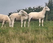 Easycare ram lambs