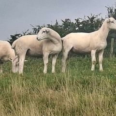 Easycare ram lambs