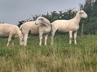 Easycare ram lambs